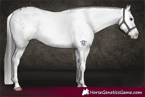 Horse Color:White Spotted Brown Appaloosa 