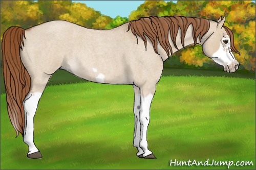 Horse Color:Red Dun Roan Splash Frame Rabicano