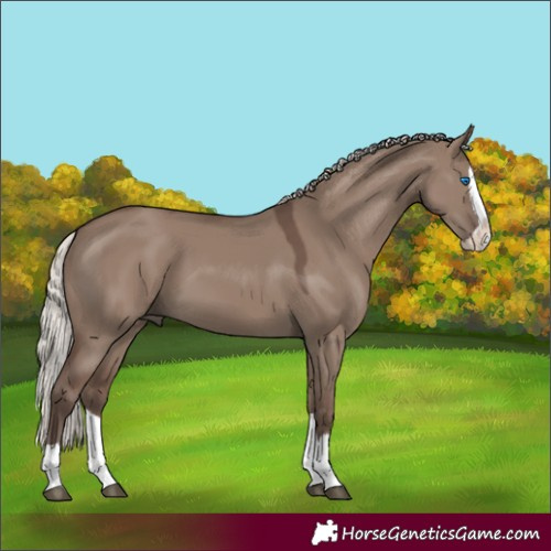 Horse Color:Silver Grullo Splash