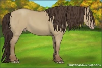 Horse Color:Classic Champagne Dun 