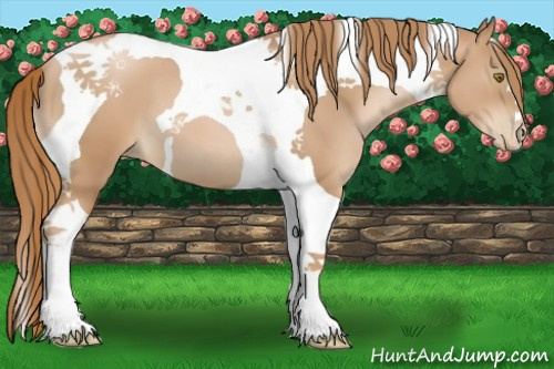 Horse Color:Chestnut Pearl Tobiano 
