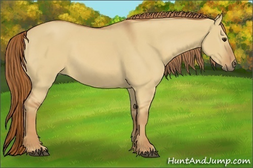 Horse Color:Red Dun