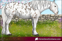 Horse Color:Silver Blue Onyx Ice Splash Near Leopard 