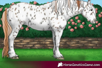 Horse Color:White Spotted Bay Ice Pearl Onyx Appaloosa