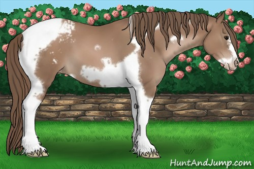 Horse Color:Black Pearl Tobiano Frame Blanket
