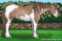 Horse Color:Black Pearl Tobiano Frame Appaloosa