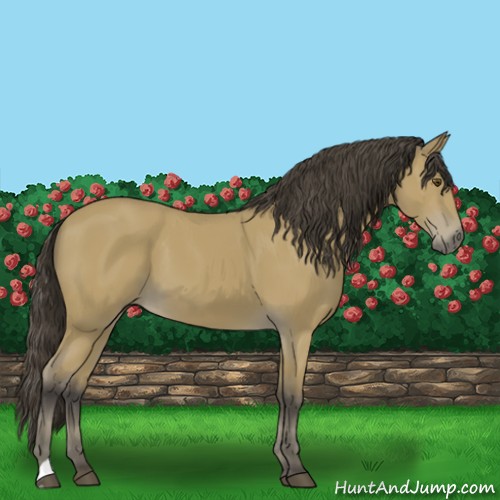 Horse Color:Buckskin