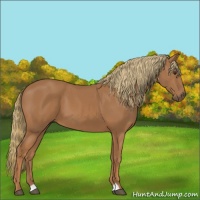 Horse Color:Chestnut 