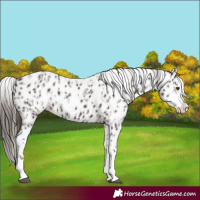 Horse Color:Liver Chestnut Sabino Splash Appaloosa and Liver Chestnut Sabino Splash Appaloosa