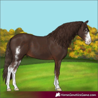 Horse Color:Liver Chestnut Sabino 