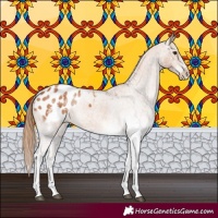 Horse Color:White Spotted Chestnut Tobiano Appaloosa 