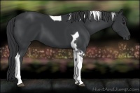 Horse Color:Black Tobiano 