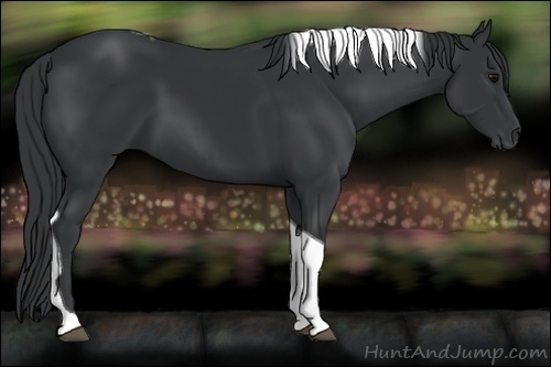 Horse Color:Black Tobiano 