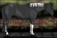 Horse Color:Black Tobiano 