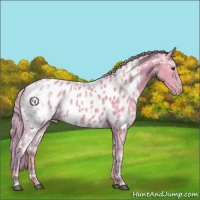 Horse Color:Watercolor Palomino Ice Near Leopard 