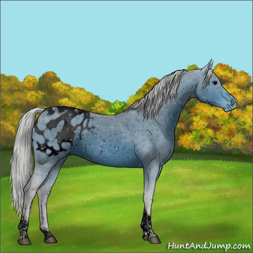 Horse Color:ERROR: UNKNOWN ANOMALY
