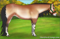 Horse Color:Bay Onyx Rabicano 