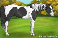 Horse Color:Black Splash Tobiano