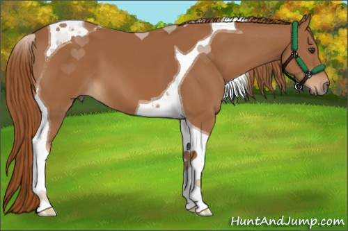 Horse Color:Chestnut Tobiano 