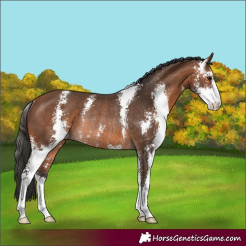 Horse Color:Bay Sabino Rabicano 