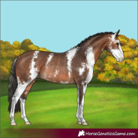 Horse Color:Bay Sabino Rabicano