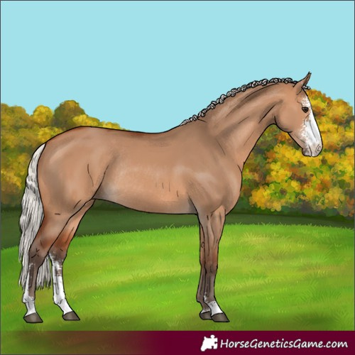 Horse Color:Silver Bay Dun Sabino Rabicano 