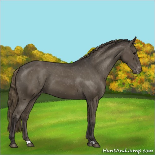 Horse Color:Smoky Black Appaloosa 