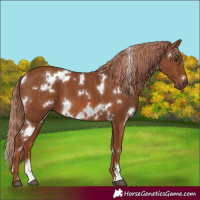 Horse Color:White Spotted Chestnut 