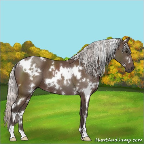 Horse Color:White Spotted Silver Black