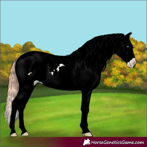 Horse Color:White Spotted Grullo Splash Varnish 