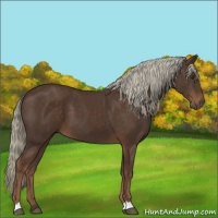 Horse Color:Liver Chestnut 