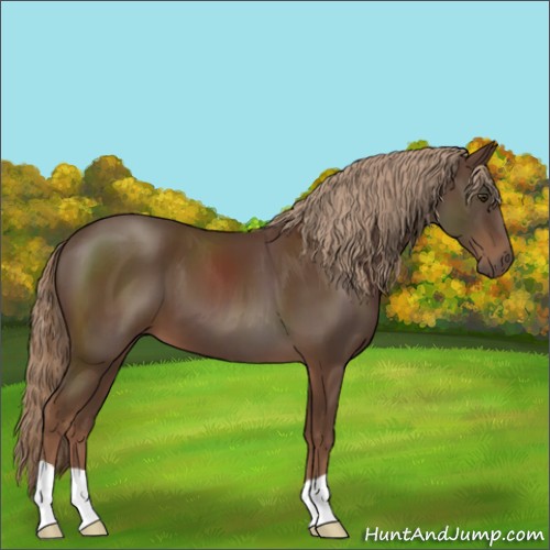 Horse Color:Liver Chestnut