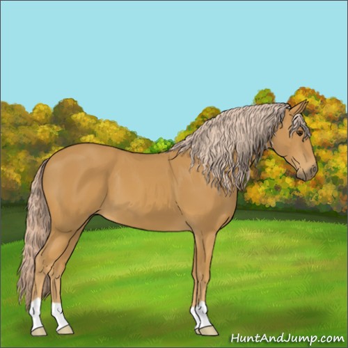 Horse Color:Palomino 