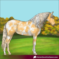 Horse Color:White Spotted Palomino