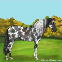 Horse Color:White Spotted Black 