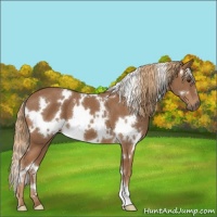 Horse Color:White Spotted Chestnut 