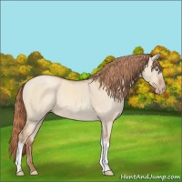 Horse Color:Gold Champagne Dun 
