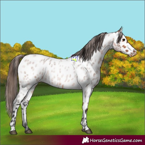 Horse Color:Bay Roan Appaloosa 