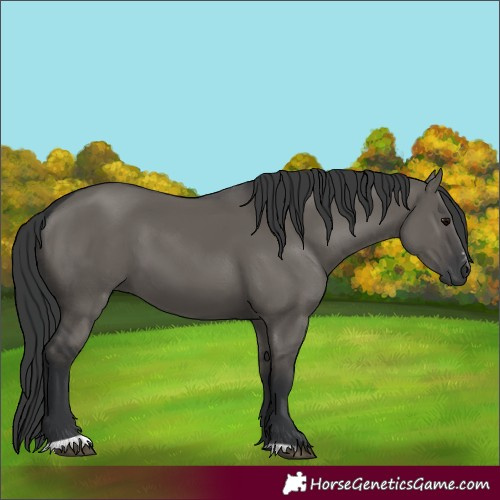 Horse Color:Grullo Sabino Rabicano
