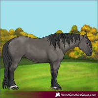 Horse Color:Grullo Sabino Rabicano 