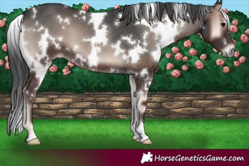 Horse Color:White Spotted Blue Onyx 