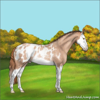 Horse Color:Gold Champagne Roan Splash Blanket Rabicano 