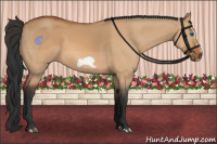 Horse Color:Bay Dun Splash Frame