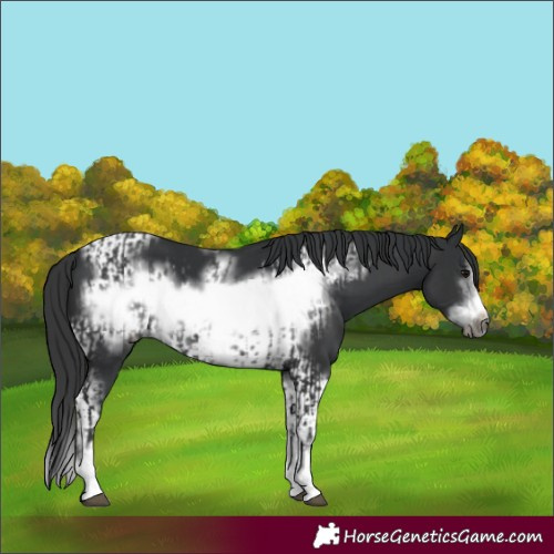 Horse Color:Black Frame and Black Tobiano Frame