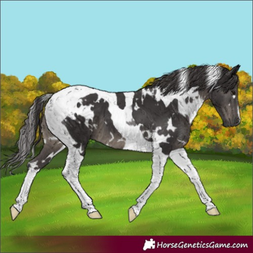 Horse Color:White Spotted Smoky Black Tobiano 