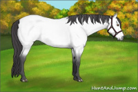 Horse Color:Platinum Buckskin Dun 