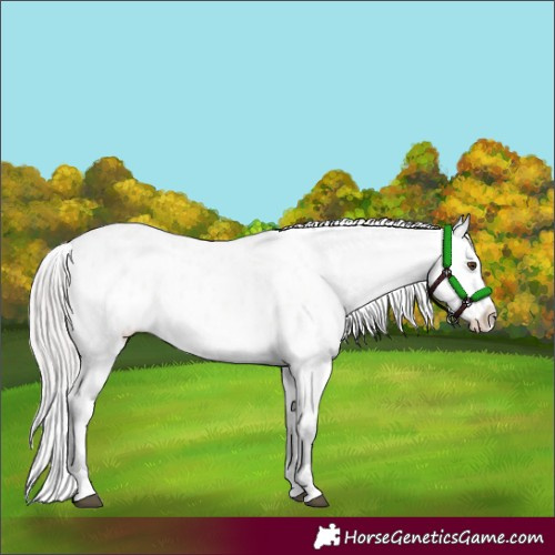 Horse Color:Platinum Buckskin Dun Appaloosa Rabicano 