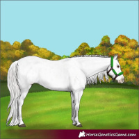 Horse Color:Platinum Buckskin Dun Appaloosa Rabicano 