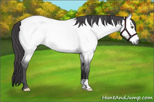 Horse Color:Platinum Buckskin Dun 