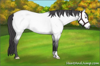 Horse Color:Platinum Buckskin Dun 